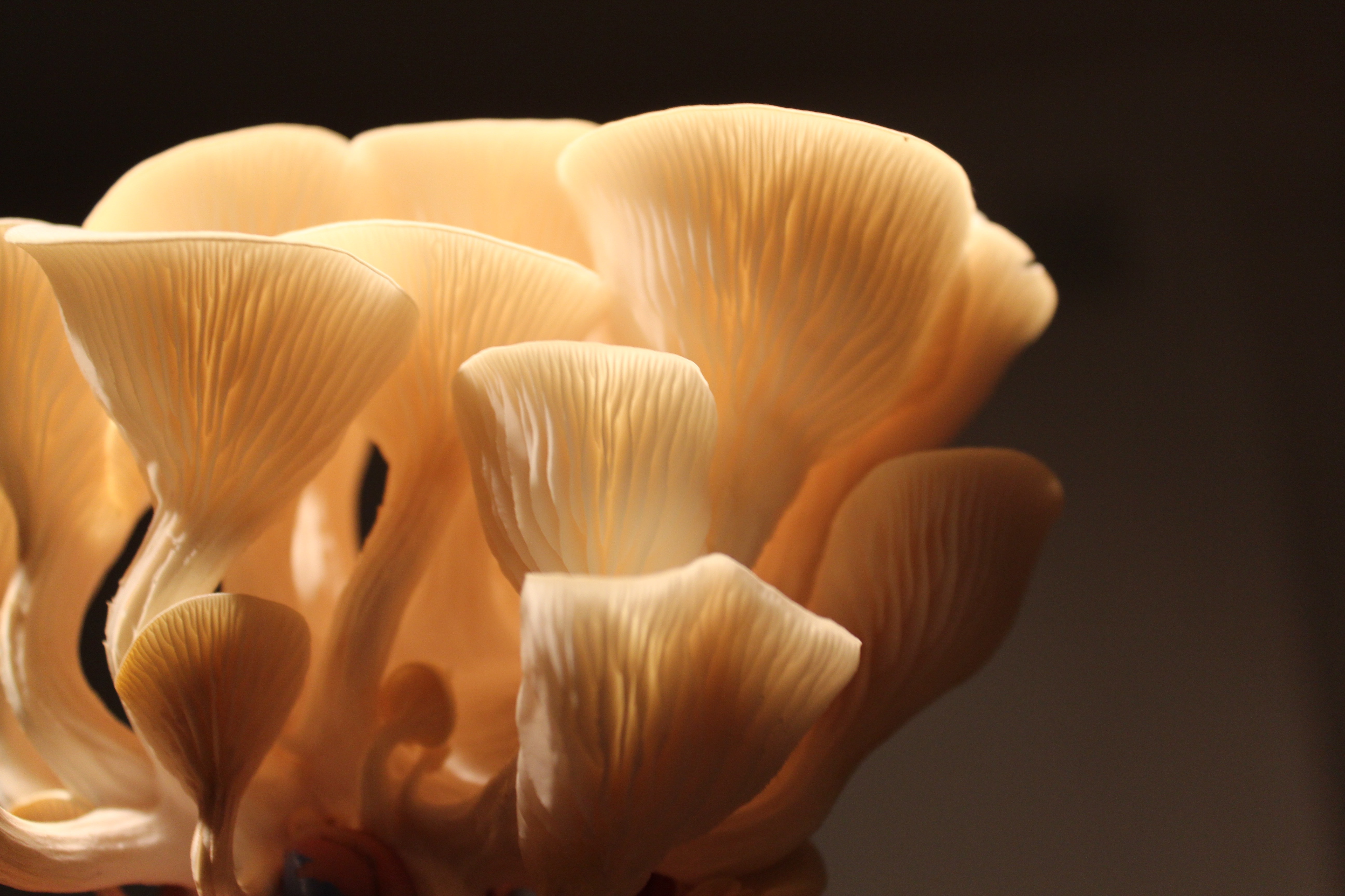 Should I take mushroom supplements at night?